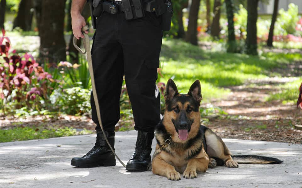 Formation d'agent de sécurité cynophile à Paris